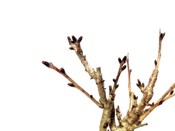 Photo2: Prunus lannesiana sekiyama "Kanzan" (Cherry Tree) / Sakura / Small size Bonsai (2)