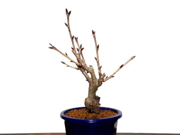 Photo9: Prunus lannesiana "Asahiyama" (Cherry Tree) / Sakura / Small size Bonsai (9)