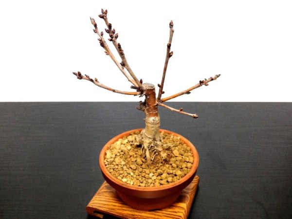 Photo6: Prunus pseudo-cerasus (Cherry) / Sakuranbo / Small size Bonsai (6)