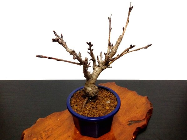 Photo7: Prunus lannesiana sekiyama "Kanzan" (Cherry Tree) / Sakura / Small size Bonsai (7)