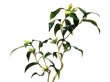 Photo4: Camellia japonica "Shiro Kujaku" (Japanese camellia) / Tsubaki / Middle size Bonsai (4)