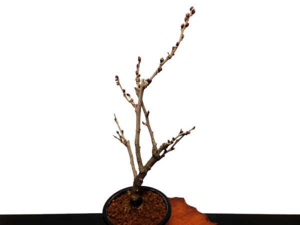 Photo6: Wisteria floribunda (Japanese wisteria) / Fuji / Middle size Bonsai  (6)