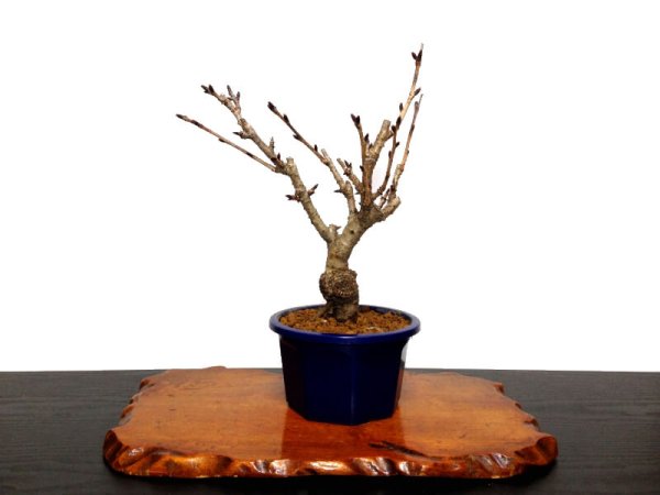 Photo8: Prunus lannesiana sekiyama "Kanzan" (Cherry Tree) / Sakura / Small size Bonsai (8)
