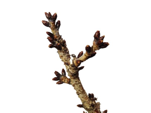 Photo4: Prunus lannesiana "Asahiyama" (Cherry Tree) / Sakura / Middle size Bonsai (4)