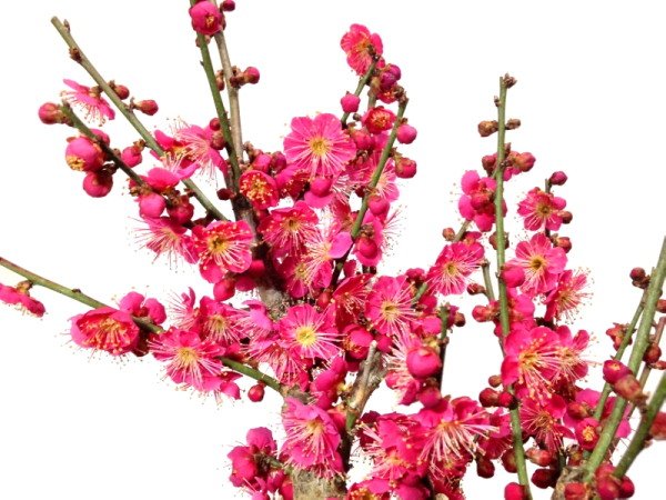 Photo10: Prunus mume (Japanese Flowering Apricot) / Ume "Osakazuki" / Middle size Bonsai (10)