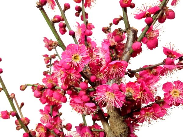 Photo9: Prunus mume (Japanese Flowering Apricot) / Ume "Osakazuki" / Middle size Bonsai (9)