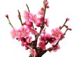 Photo2: Prunus mume (Japanese Flowering Apricot) / Ume "Shinonome" / Middle size Bonsai (2)
