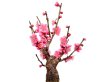 Photo5: Prunus mume (Japanese Flowering Apricot) / Ume "Shinonome" / Middle size Bonsai (5)