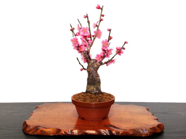 Photo1: Prunus mume (Japanese Flowering Apricot) / Ume "Shinonome" / Middle size Bonsai (1)