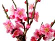 Photo3: Prunus mume (Japanese Flowering Apricot) / Ume "Shinonome" / Middle size Bonsai (3)