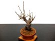 Photo6: Prunus mume (Japanese Flowering Apricot) / Ume "Shinonome" / Middle size Bonsai (6)