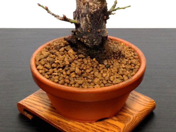 Photo7: Prunus mume (Japanese Flowering Apricot) / Ume "Shinonome" / Middle size Bonsai (7)