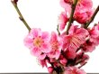 Photo4: Prunus mume (Japanese Flowering Apricot) / Ume "Shinonome" / Middle size Bonsai (4)