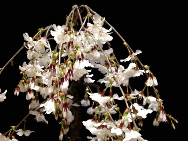 Photo5: Prunus incisa "Fujizakura" (Cherry Tree) / Sakura / Middle size Bonsai  (5)