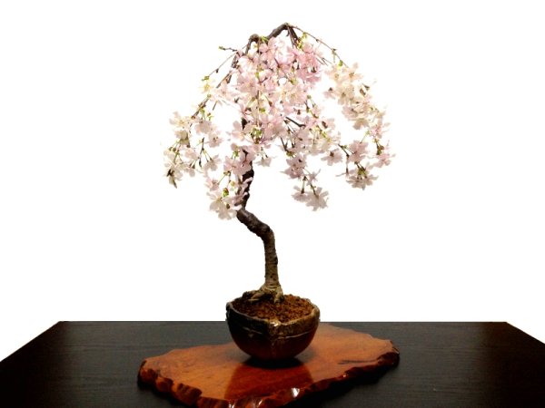 Photo1: Prunus incisa "Fujizakura" (Cherry Tree) / Sakura / Middle size Bonsai  (1)