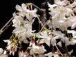 Photo3: Prunus incisa "Fujizakura" (Cherry Tree) / Sakura / Middle size Bonsai  (3)