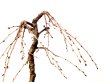 Photo7: Prunus incisa "Fujizakura" (Cherry Tree) / Sakura / Middle size Bonsai  (7)