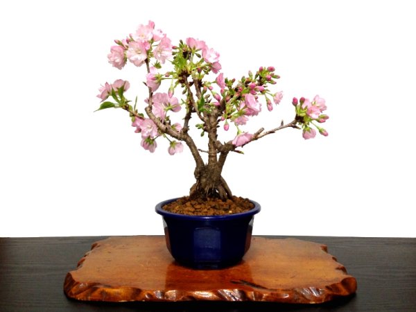 Photo1: Prunus lannesiana "Asahiyama" (Cherry Tree) / Sakura / Middle size Bonsai (1)