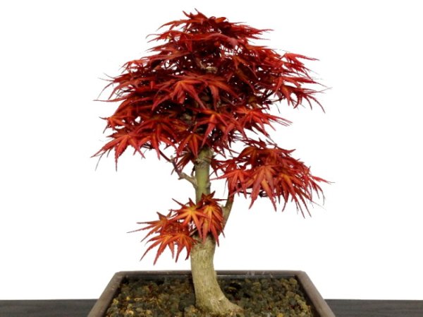 Photo5: Acer palmatum (Japanese Maple) / Seigen Momiji / Middle size Bonsai (5)