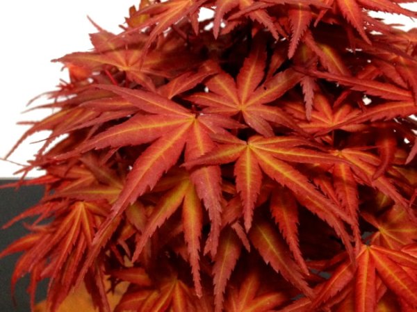 Photo4: Acer palmatum (Japanese Maple) / Seigen Momiji / Middle size Bonsai (4)