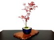 Photo5: Acer palmatum (Japanese Maple) / Deshojo Momiji / Middle size Bonsai  (5)