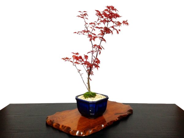 Photo5: Acer palmatum (Japanese Maple) / Deshojo Momiji / Middle size Bonsai  (5)