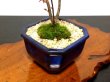 Photo6: Acer palmatum (Japanese Maple) / Deshojo Momiji / Middle size Bonsai  (6)