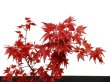 Photo2: Acer palmatum (Japanese Maple) / Deshojo Momiji / Middle size Bonsai  (2)