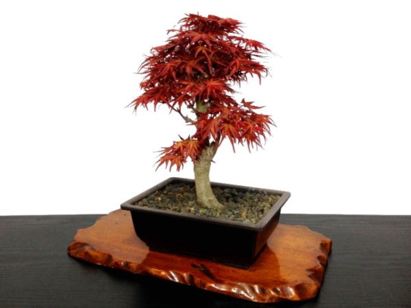 Photo6: Acer palmatum (Japanese Maple) / Seigen Momiji / Middle size Bonsai (6)