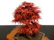 Photo2: Acer palmatum (Japanese Maple) / Seigen Momiji / Middle size Bonsai (2)