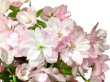 Photo5: Prunus lannesiana "Asahiyama" (Cherry Tree) / Sakura / Middle size Bonsai  (5)