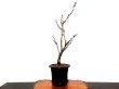 Photo4: Wisteria floribunda (Japanese Wisteria) / Fuji / Middle size Bonsai  (4)