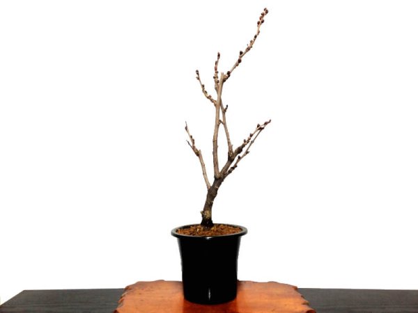 Photo4: Wisteria floribunda (Japanese Wisteria) / Fuji / Middle size Bonsai  (4)