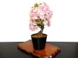 Photo8: Prunus lannesiana "Asahiyama" (Cherry Tree) / Sakura / Middle size Bonsai  (8)