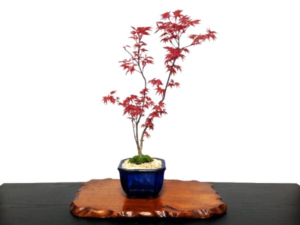 Photo1: Acer palmatum (Japanese Maple) / Deshojo Momiji / Middle size Bonsai  (1)
