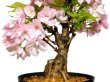 Photo6: Prunus lannesiana "Asahiyama" (Cherry Tree) / Sakura / Middle size Bonsai  (6)