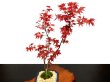 Photo4: Acer palmatum (Japanese Maple) / Deshojo Momiji / Middle size Bonsai  (4)