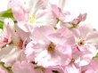 Photo4: Prunus lannesiana "Asahiyama" (Cherry Tree) / Sakura / Middle size Bonsai  (4)