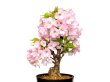 Photo3: Prunus lannesiana "Asahiyama" (Cherry Tree) / Sakura / Middle size Bonsai  (3)