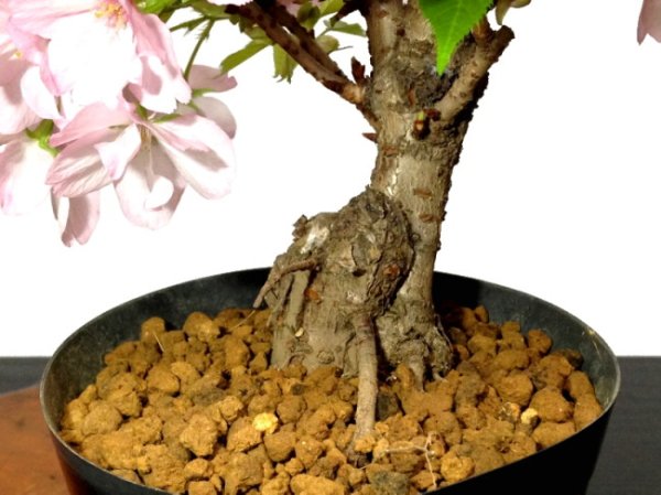 Photo7: Prunus lannesiana "Asahiyama" (Cherry Tree) / Sakura / Middle size Bonsai  (7)