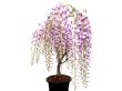 Photo3: Wisteria floribunda (Japanese Wisteria) / Fuji / Middle size Bonsai  (3)