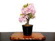 Photo1: Prunus lannesiana "Asahiyama" (Cherry Tree) / Sakura / Middle size Bonsai  (1)