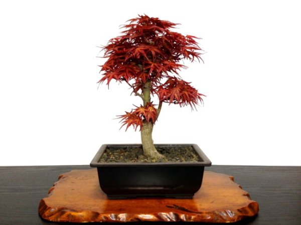 Photo1: Acer palmatum (Japanese Maple) / Seigen Momiji / Middle size Bonsai (1)