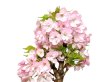 Photo2: Prunus lannesiana "Asahiyama" (Cherry Tree) / Sakura / Middle size Bonsai  (2)