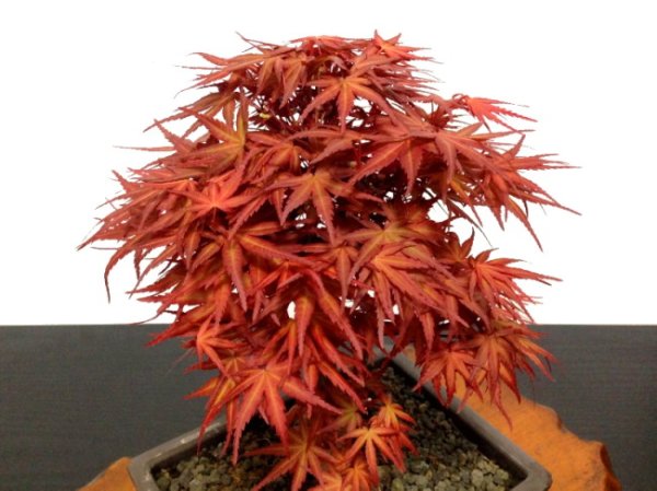 Photo3: Acer palmatum (Japanese Maple) / Seigen Momiji / Middle size Bonsai (3)