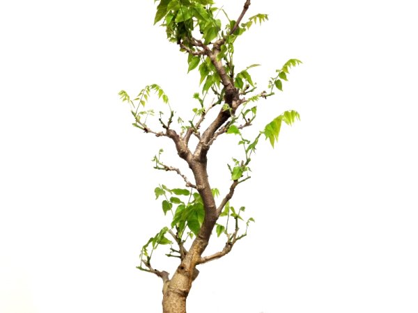 Photo7: Wisteria floribunda (Japanese Wisteria) / Fuji / Large size Bonsai  (7)