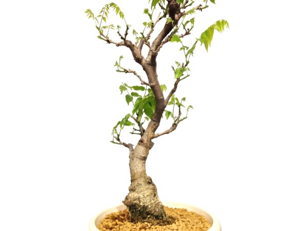 Photo5: Wisteria floribunda (Japanese Wisteria) / Fuji / Large size Bonsai  (5)