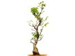 Photo4: Wisteria floribunda (Japanese Wisteria) / Fuji / Large size Bonsai  (4)