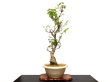 Photo3: Wisteria floribunda (Japanese Wisteria) / Fuji / Large size Bonsai  (3)