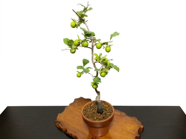 Photo8: Diospyros rhombifolia "Suzuhime", Ornamental Persimmons  (8)